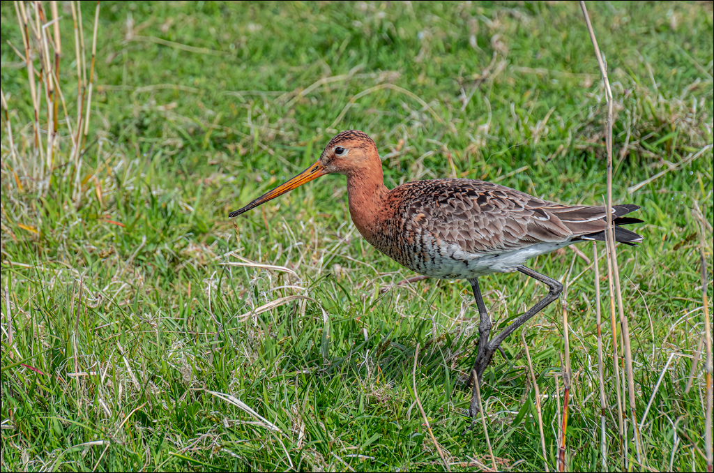 Amsterdam 20220501 107
