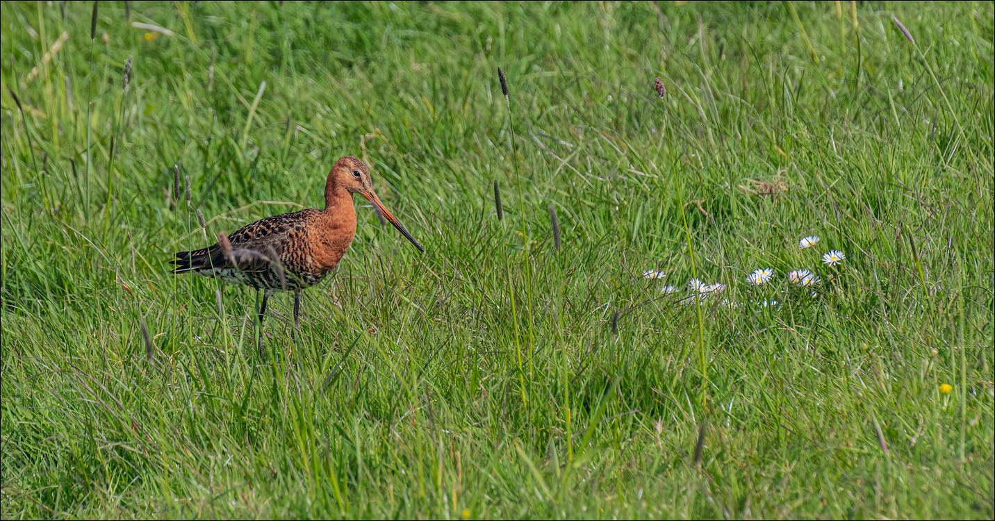 Amsterdam 20220501 111