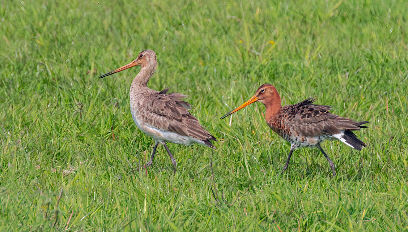 Amsterdam 20220501 117