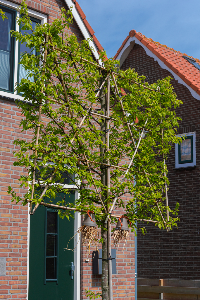 Amsterdam 20220501 145