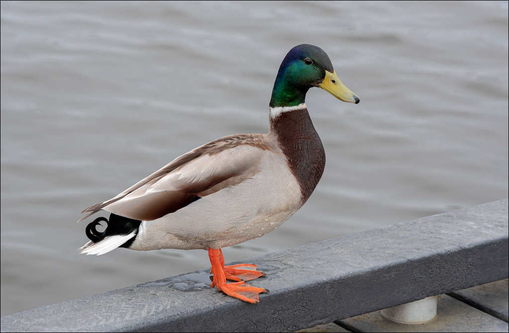 Amsterdam 20220427133