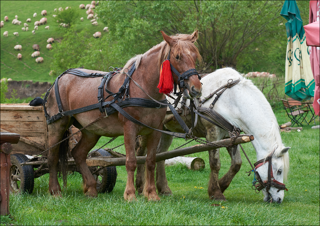 CheileTurzii 2017 160160