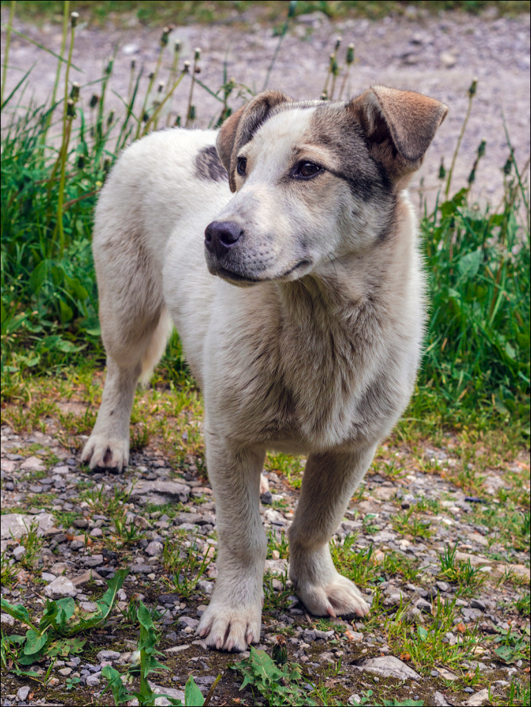 HasmasSinguratica 20180601 3015