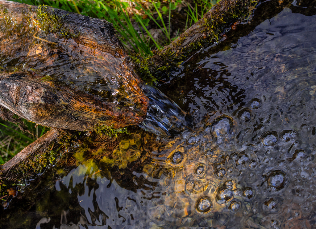 HasmasSinguratica 20180601 3045