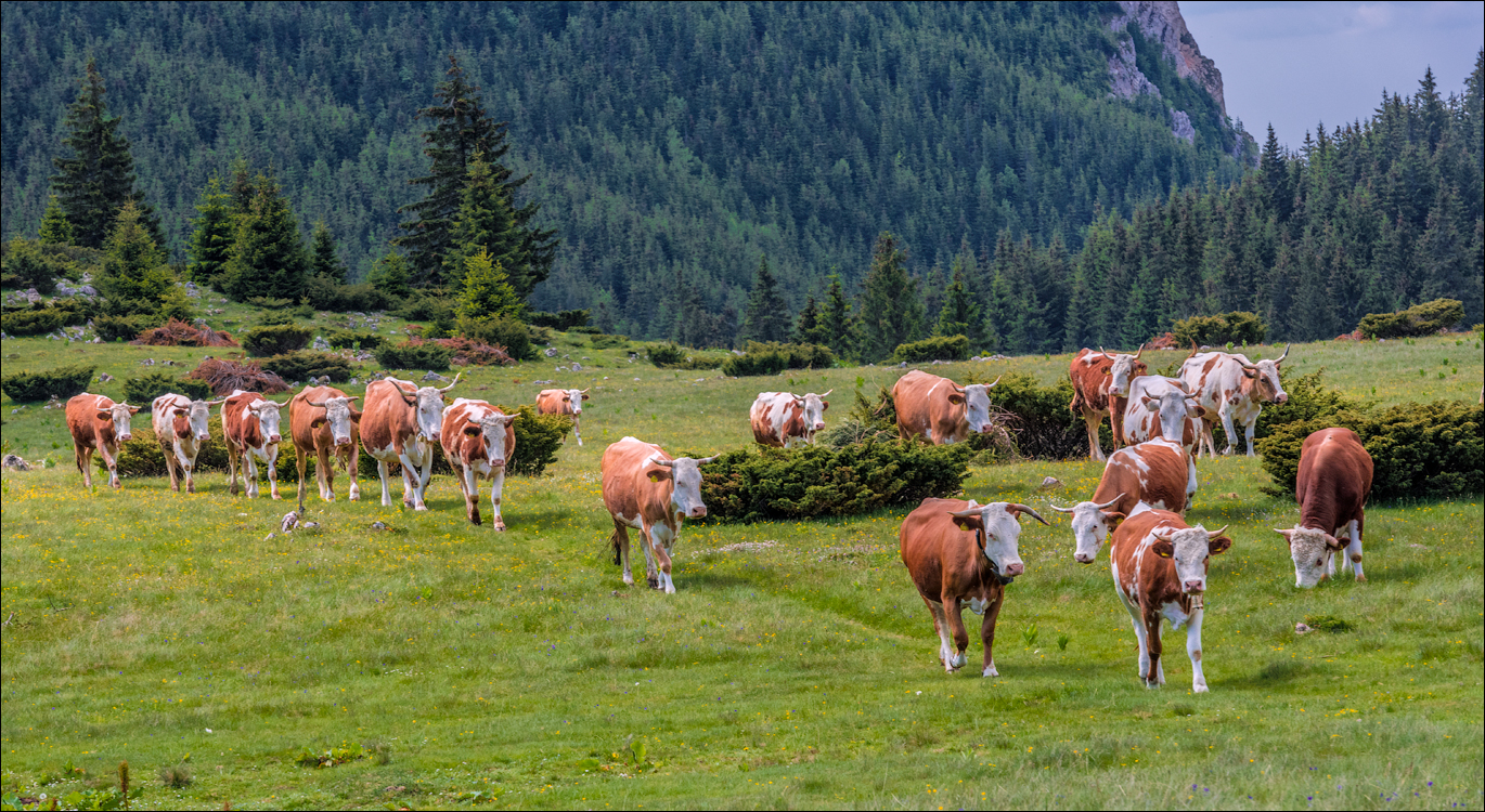 HasmasSinguratica 20180601 3055