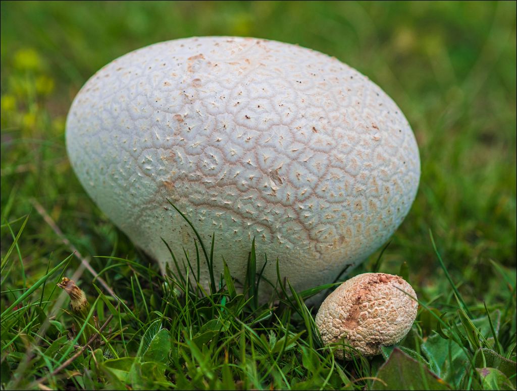 HasmasSinguratica 20180601 3057