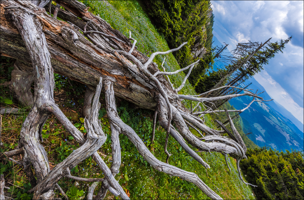 HasmasSinguratica 20180601 3147