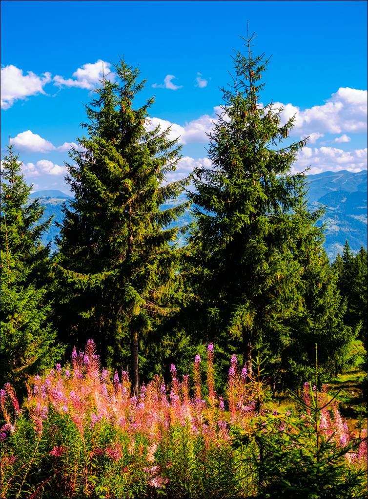 Rodnei Petrosu 20180805014