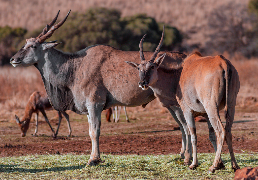 Pretoria 1 20150808058