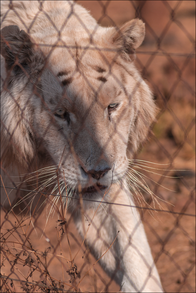 Pretoria 1 20150808068