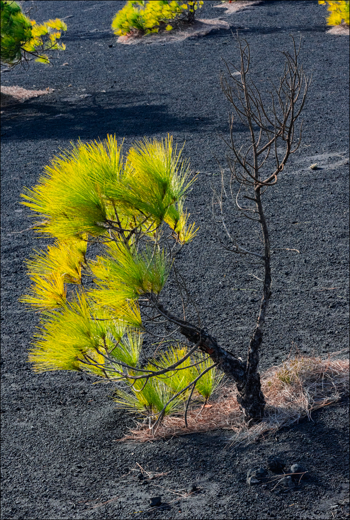 La Palma 27 28dec2022 183
