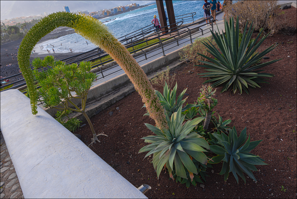 PuertoDeLaCruz 31dec 01jan2023104