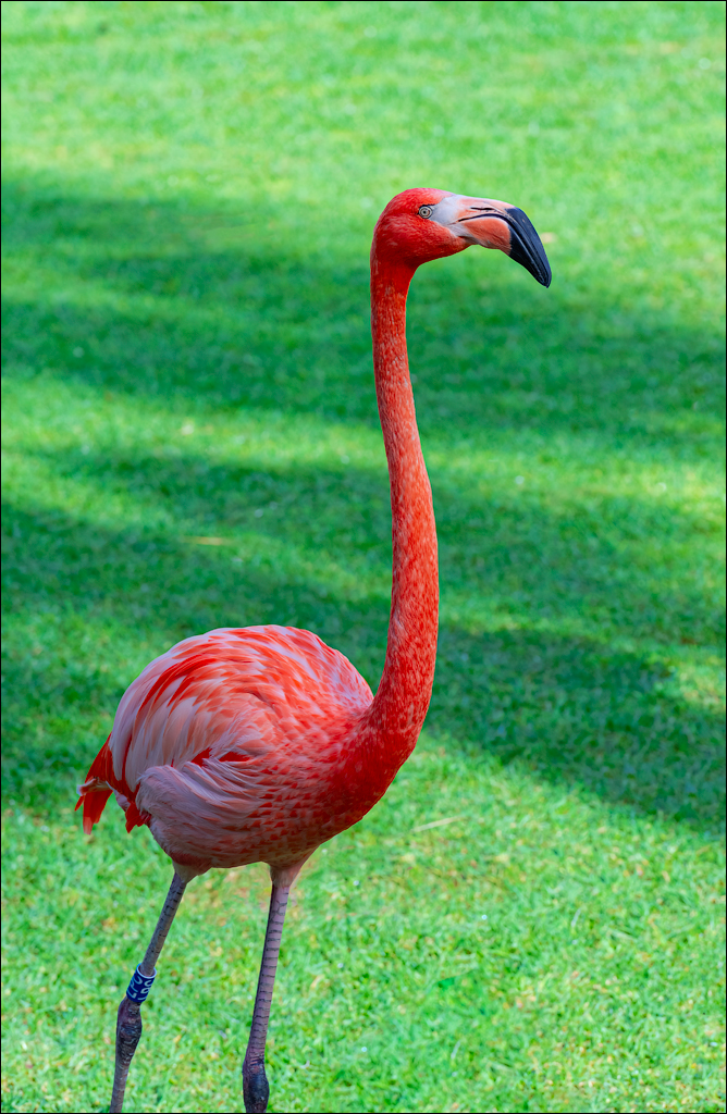 PuertoDeLaCruz 31dec 01jan2023166