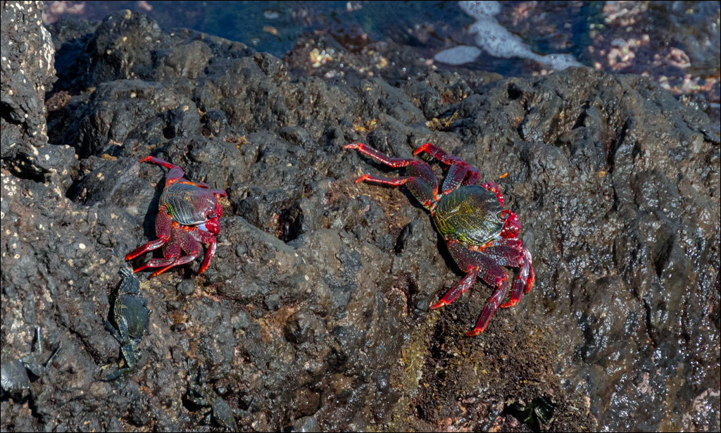 GarachicoLosVinos 31dec2023 111