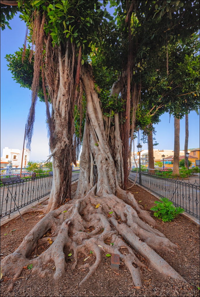 GarachicoLosVinos 31dec2023 145