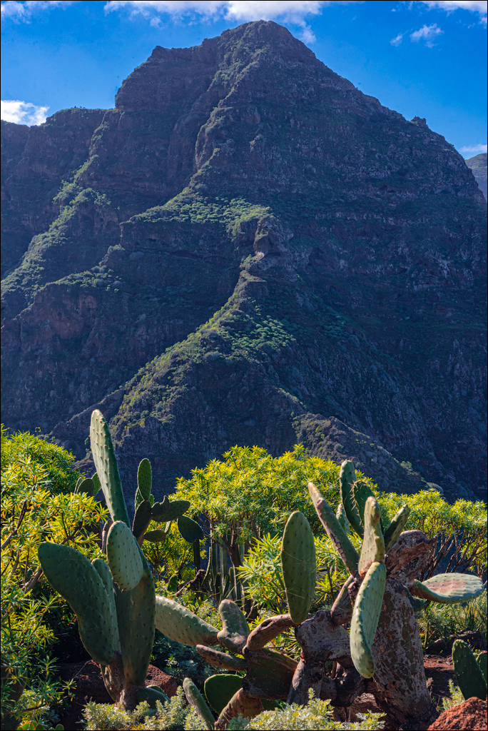 PuntaDelHidalgo 07jan2023 109