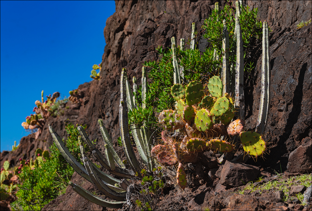 PuntaDelHidalgo 07jan2023 121