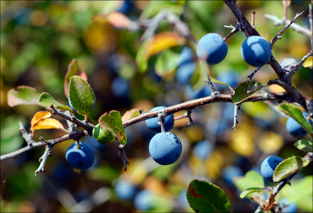 Crimea 201220170305366