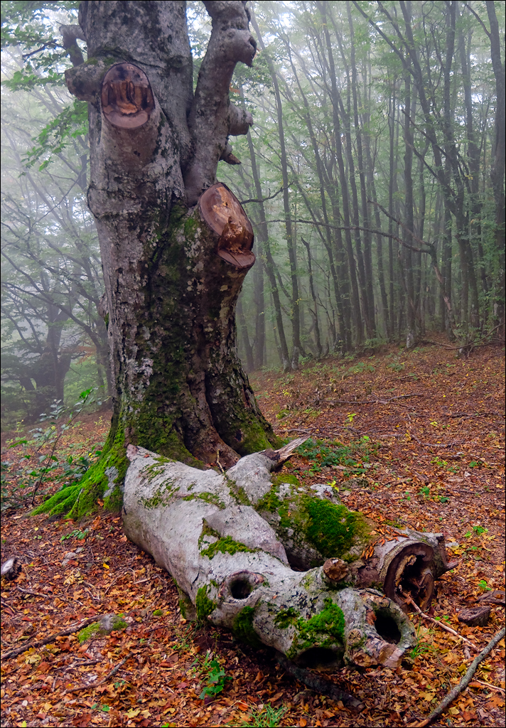 Crimea 201220170305382