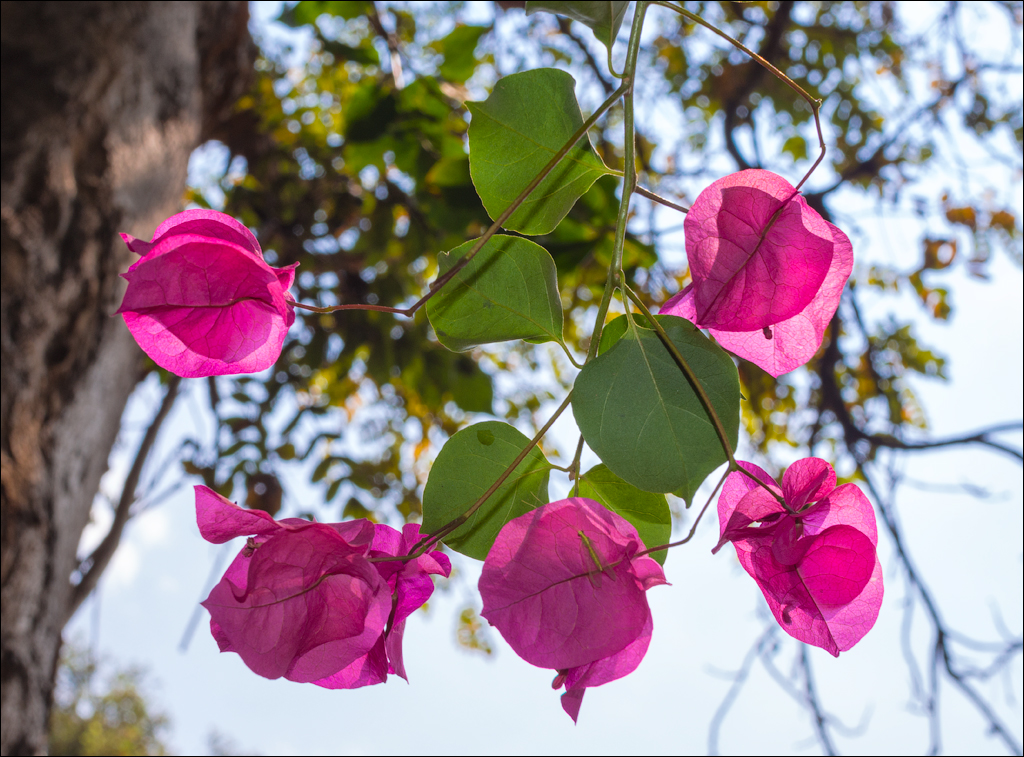 Zambia sep2014 P1 133