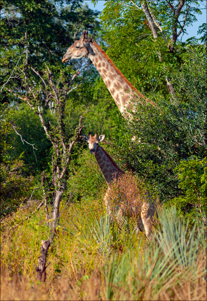 Zambia 20080419 20 126