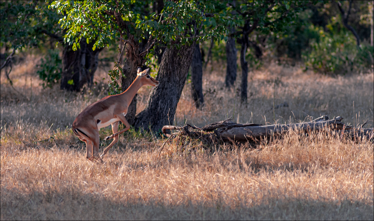 Zambia 20080419 20 131