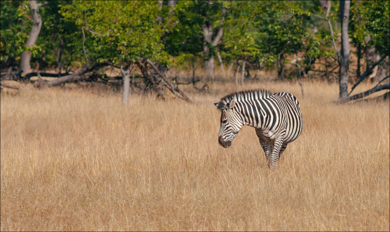 Zambia 20080419 20 143
