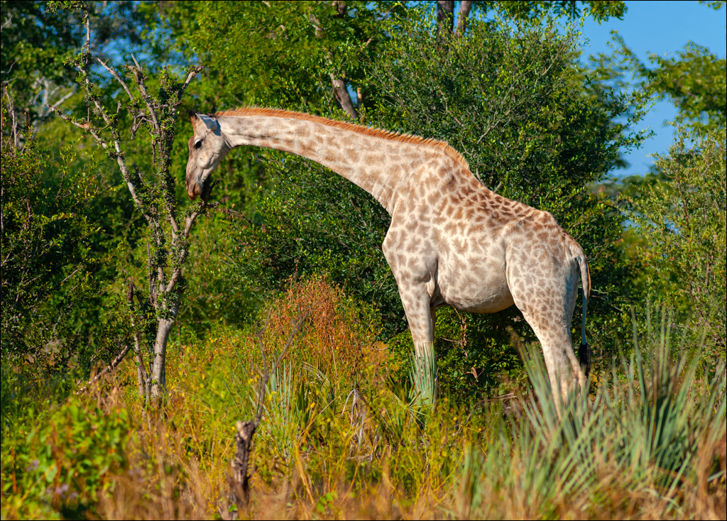 Zambia 20080419 20 145
