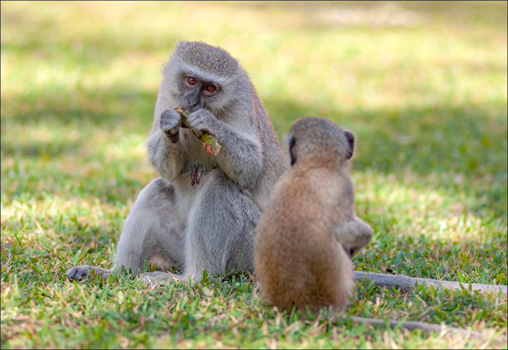 Zambia 20080419 20 223