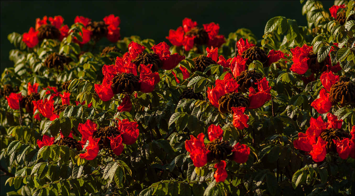 Zambia Mosi feb2007 160
