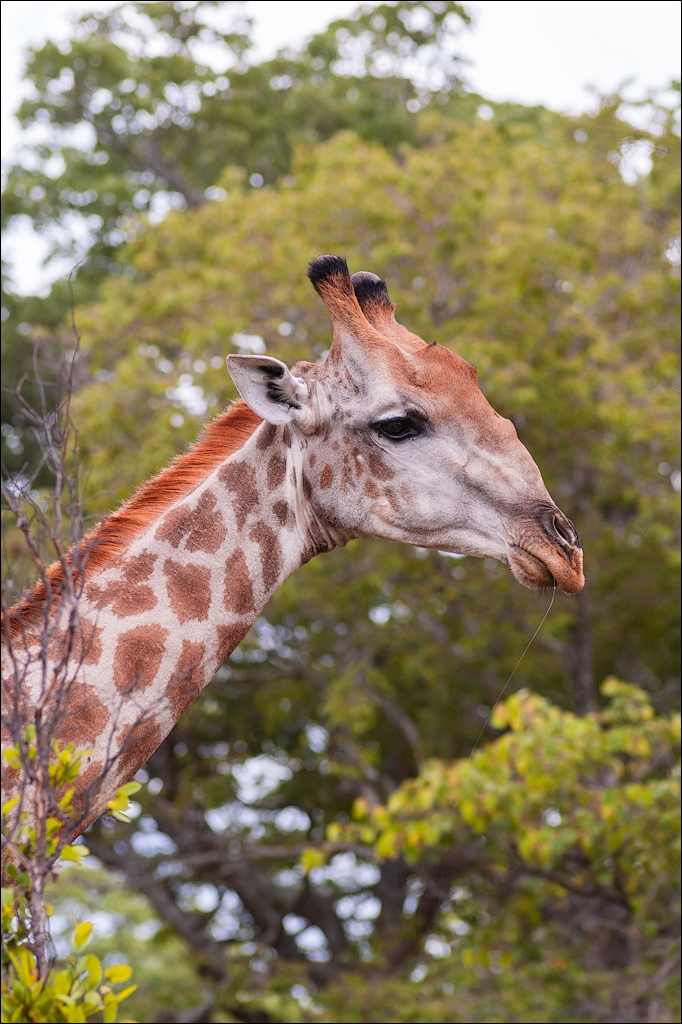 Zambia Chaminuka dec2006 138