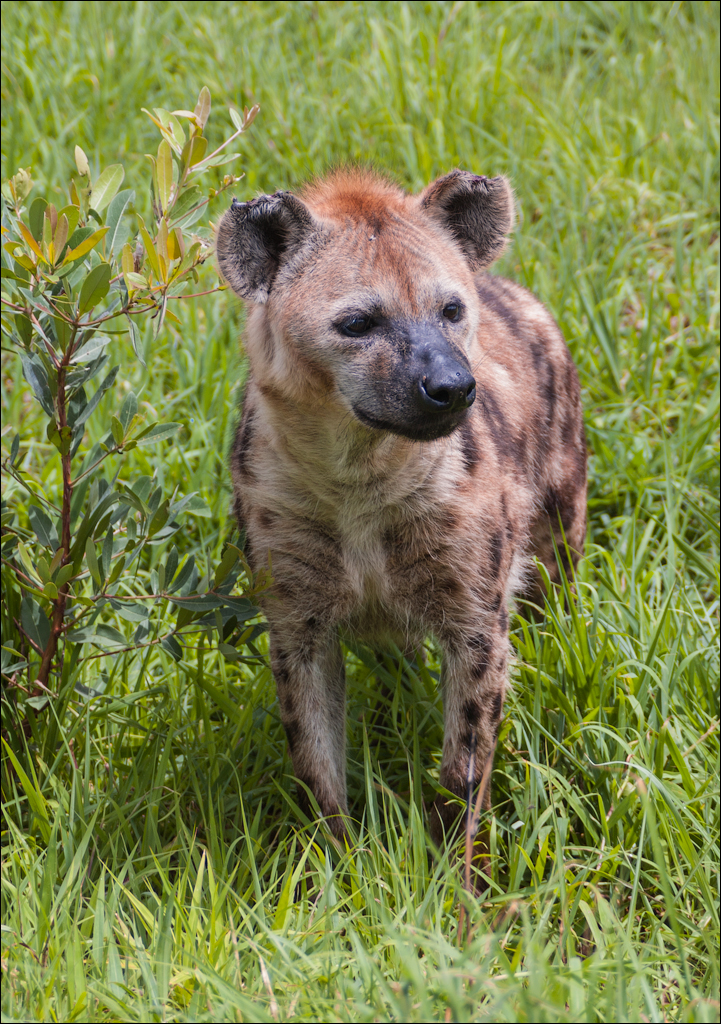 Zambia Chaminuka dec2006 140