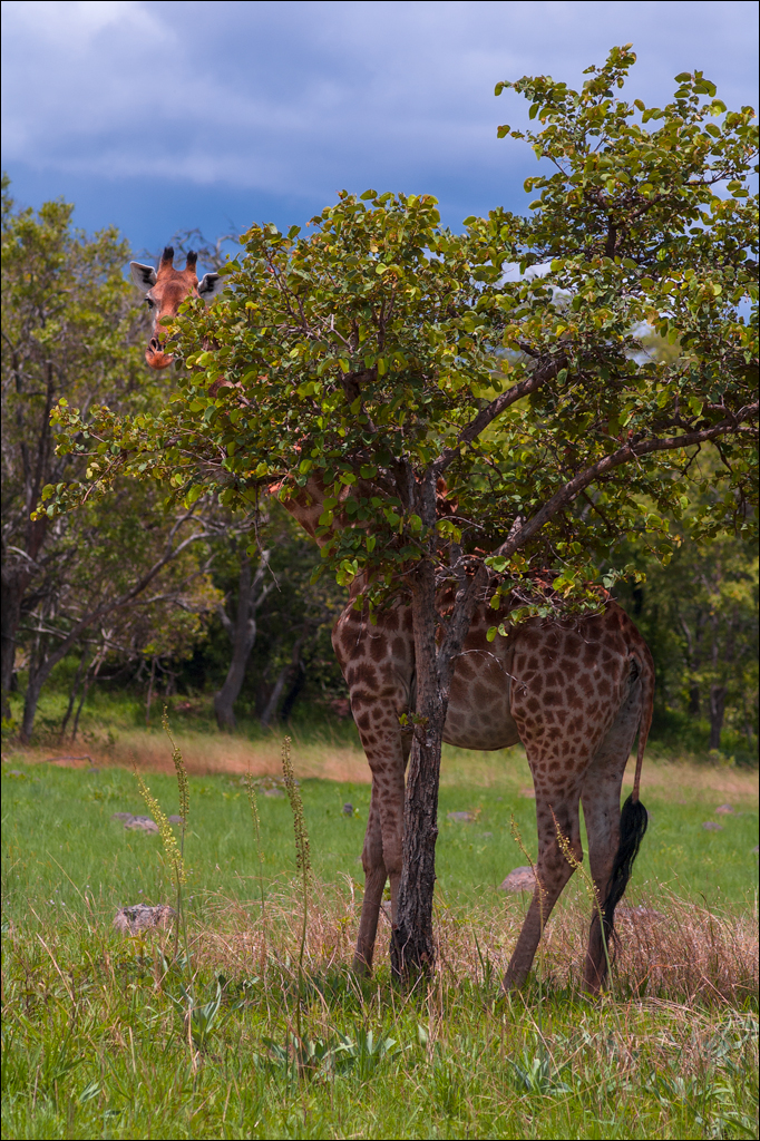 Zambia Chaminuka dec2006 142